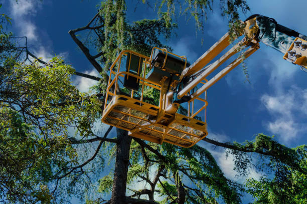 Professional Tree Service in Spring Hope, NC